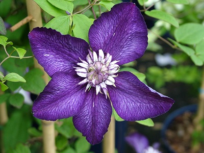 clematis400